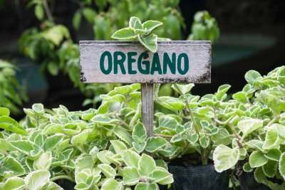 Oregano (Origanum vulgare)