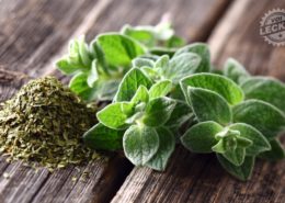 Oregano Kräuter