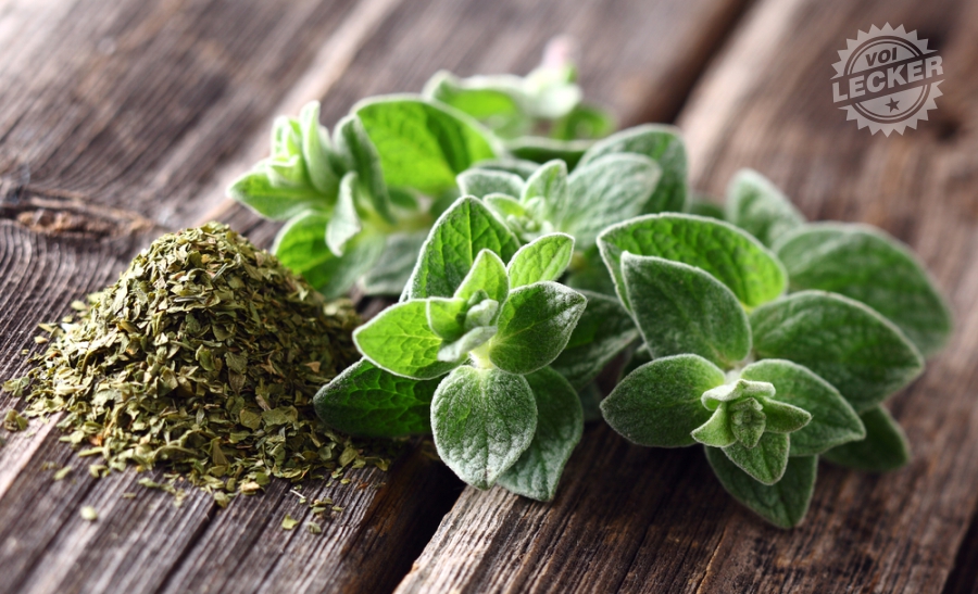 Oregano Kräuter