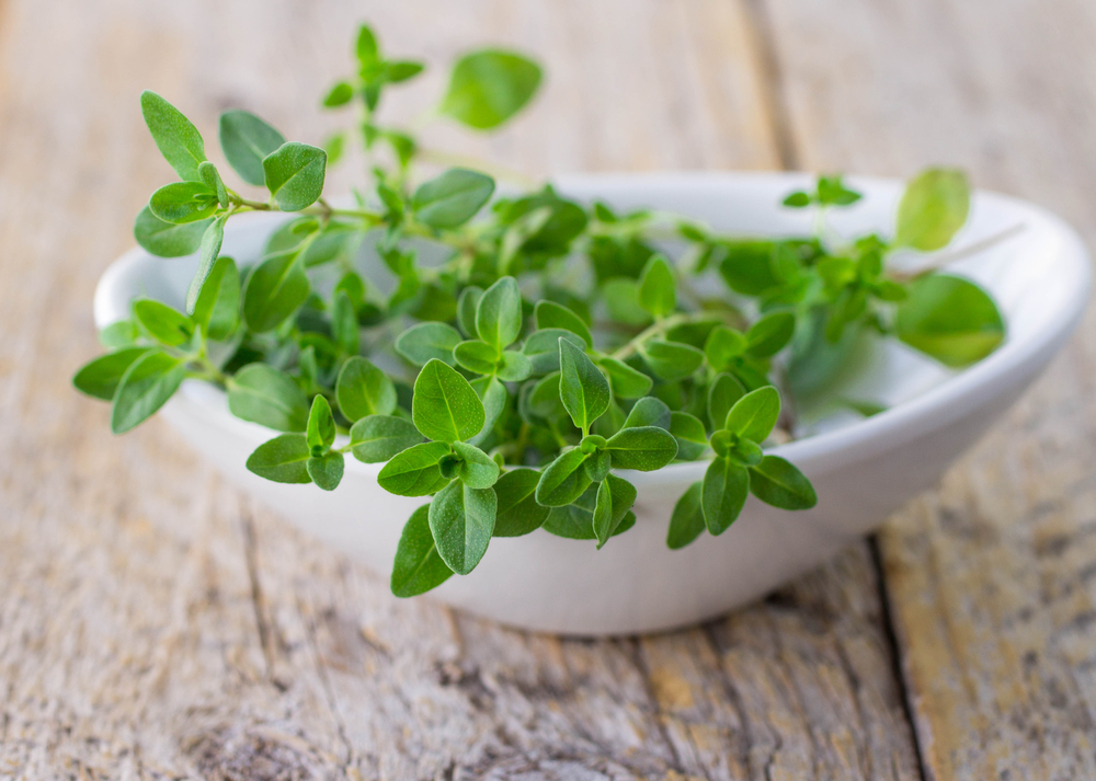 Thymian frisch in weißer Schale