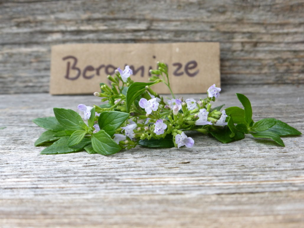 Bergminze