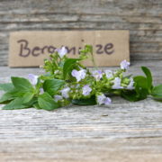Bergminze Bergminze