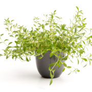 Bohnenkraut Bohnenkraut