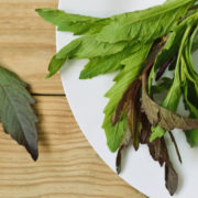 Epazote Epazote Gewürz