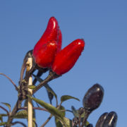 Isot-Paprika Isot-Paprika