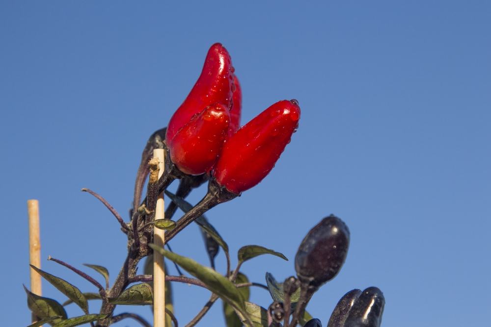 Isot-Paprika, rauchige-süße, leicht scharfe Paprika