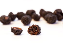 Tasmanischer Pfeffer