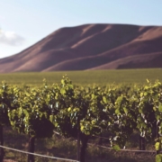 Wein